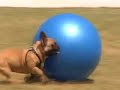 magnus the frenchie loves yoga, balls and running.