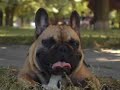 magnus the frenchie loves yoga, balls and running.