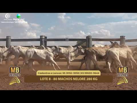 517 LEILO VIRTUAL MB LEILES