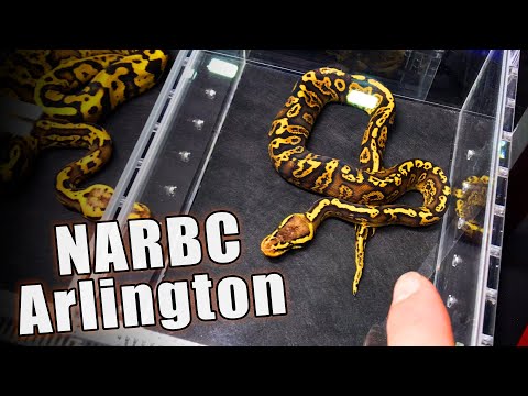 YouTube reptile video