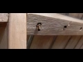 Red Mason Bee, Osmia Rufa, Rosse Metselbij; a pair building nest 5 Red Mason Bee, Osmia Rufa, Rosse Metselbij; a pair building nest 5