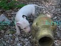 Bullhouse American Bulldogs Puppies Bullhouse American Bulldogs Puppies
