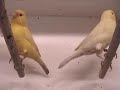 breeding canarys breeding canarys