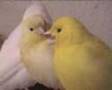 breeding canarys