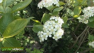 The blossom of Aronia melanocarpa