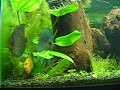 Fauna: 01 Apistogramma Borellii (fêmea), 02 Apistogramma Cacatuoide (casal), 02 Aspidoras Pauciradiatus, 01 Corydoras Agassizii, 01 Corydoras Schwartzi, 03 Corydoras Trilineatus, 01 Gyrinocheilus Aymonieri, 04 Otocinclus Affinis, 02 Pangio Kuhlii, 34 Paracheirodon Axelrodi, 04 Symphysodon Discus (Blue Diamond, Red Marlboro, Pigeon e Nacional). 