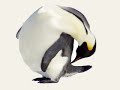 The Winter Wedding Waddle The Winter Wedding Waddle