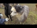 Click here to watch this video 2011年11月5日 剣淵町ビバアルパカ牧場 タビー