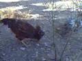 Pelea de Gallos en el Jaibo 