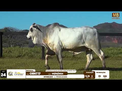 1� LEIL�O PRODU��O FAZENDA ORIENTE