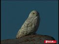Gli uccelli della tundra artica