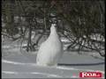 Gli uccelli della tundra artica