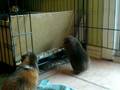 videos de My Guinea Pigs-Reese & Pequenina