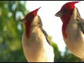 Red-crested Cardinals