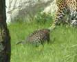 Gepard and Leopard