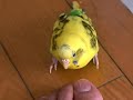 脱獄インコ