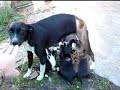 dog nurse dog nurse