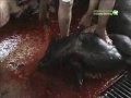 Cairo Pig Cull: Compassion Witnesses the Slaughter