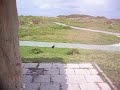 宮古島で跳ね回るうさぎ。