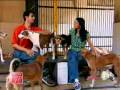 videos de In aid of stray animals