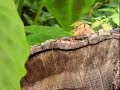 Anole Alley 5, There\ Anole Alley 5, There\