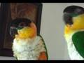 Caiques