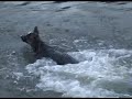 Ollie jumping into Green River DEC 2007