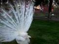 mating dance of an albino peacock
