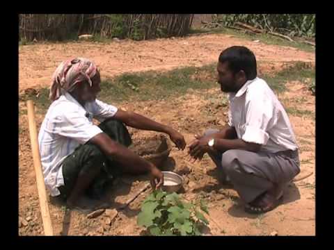 how to fertilize gourds