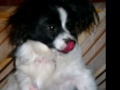 my dogs =D