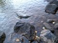 MN North Shore King Salmon