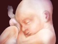 Fetal Development Week 23 (Pregnancy Health Guru)