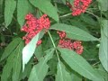 EatTheWeeds: Episode 29: Elderberries EatTheWeeds: Episode 29: Elderberries