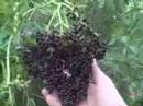 EatTheWeeds: Episode 29: Elderberries