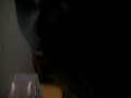 videos de Fluffmaffian - the boss singing christmas carols
