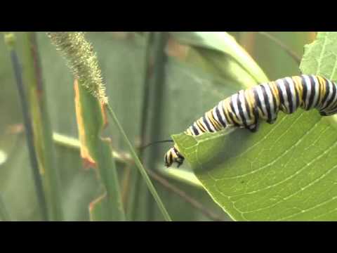 how to plant milkweed