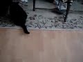 Clever Cat Catches Food