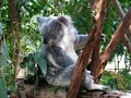 Koalas, Kangaroos and Emus