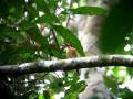 videos de Banded Kingfisher.AVI