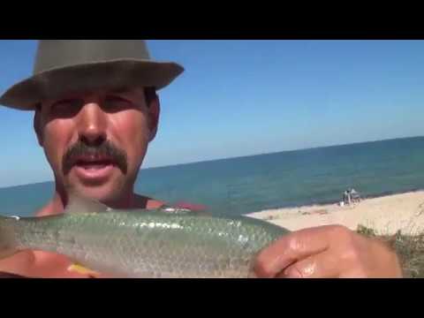 пеленгас ловля на азовском пеленгас ловля на азовском