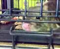Quoll - UQ open day; Gatton