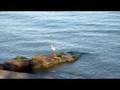 videos de White Egret flies past a Herron