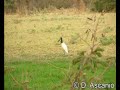 Jabiru mycteria / Jabiru