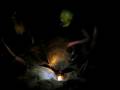 Tortue qui pond des oeufs