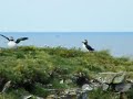 Puffins of Elliston