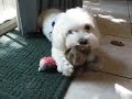 Maltese Dog Attacking Turkey