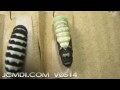 V05145 Swallowtail butterfly larva pupation timelapse
