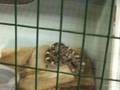 snake farm
