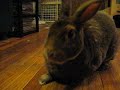 Audible Disapproving Rabbit