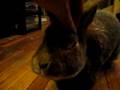 Audible Disapproving Rabbit